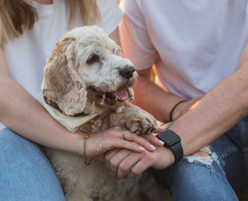 Hände eines Pärchens und Pfote eines Hundes oben drauf
