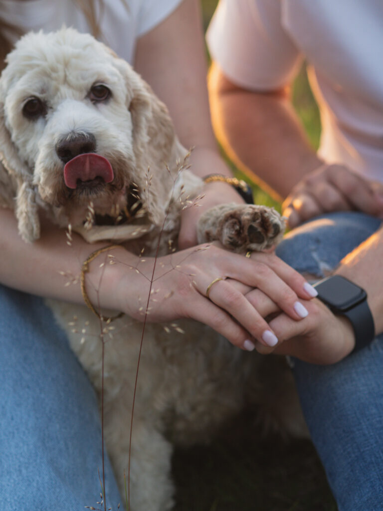 Hände eines Pärchens und Pfote eines Hundes oben drauf